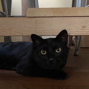 Meet your Posher, Maggie